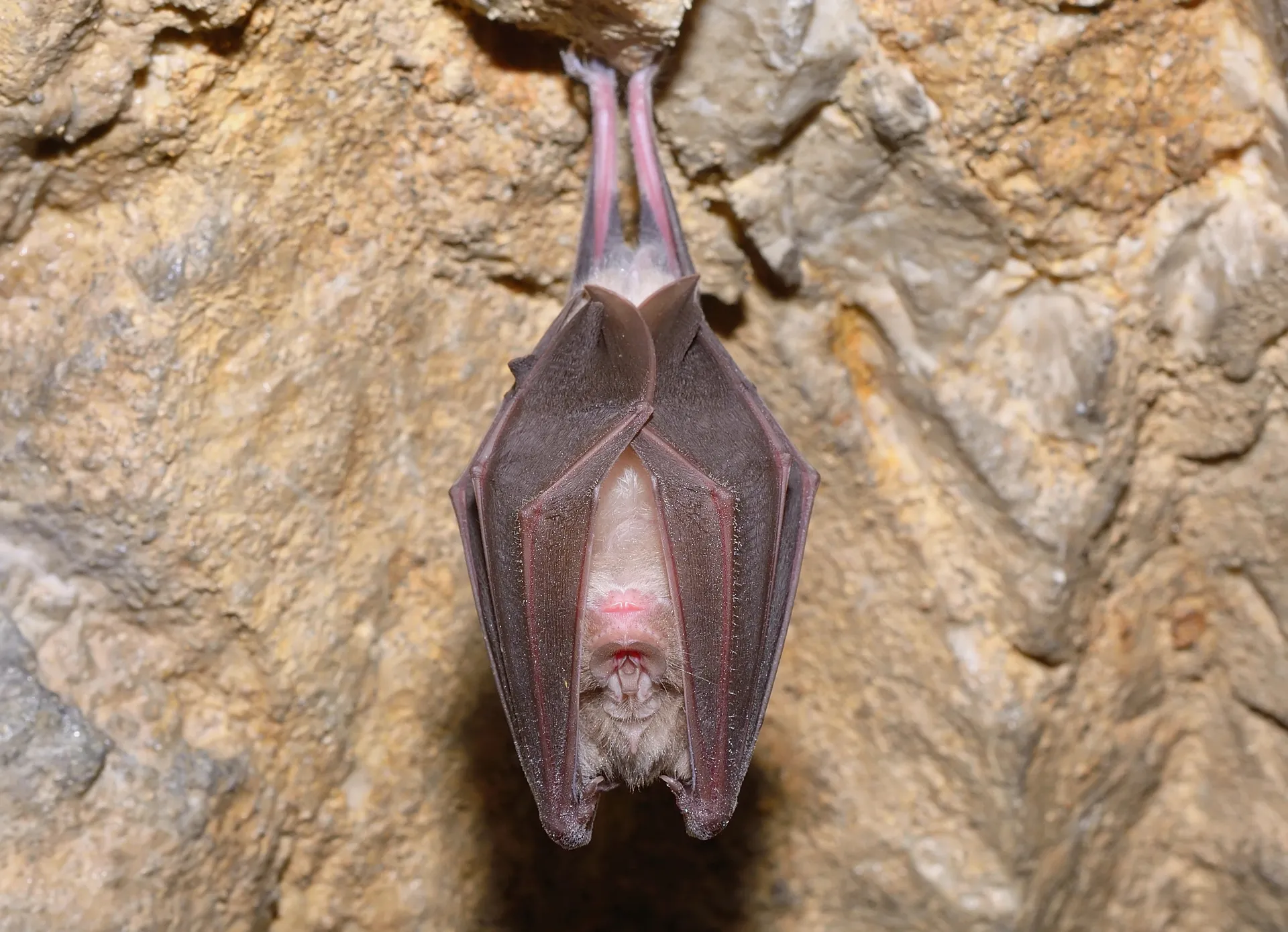 Monitoring Wildlife in a Batcave (Mulu National Park)